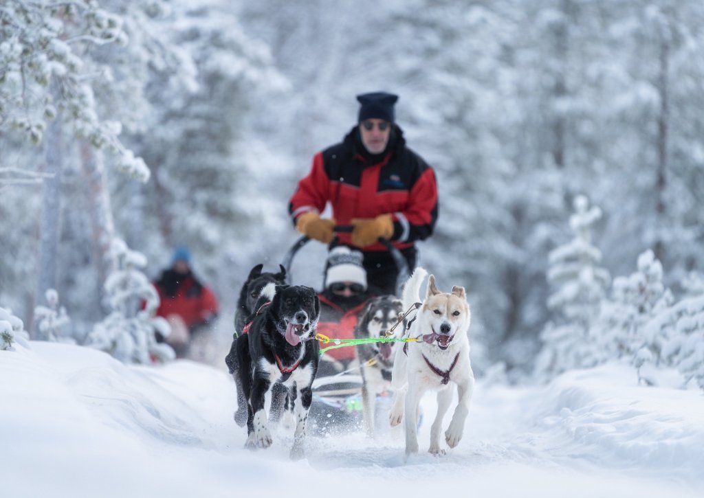 A person riding a dog sled.