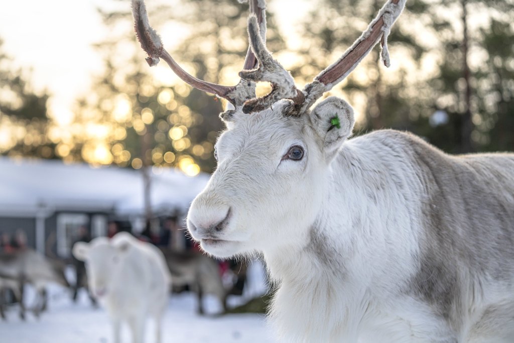 Reindeer staring at a camera.